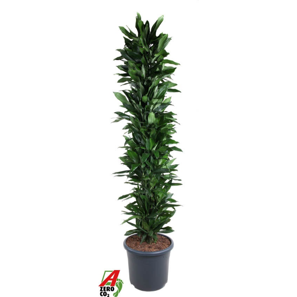Dracaena Janet Lind vertakt P48.