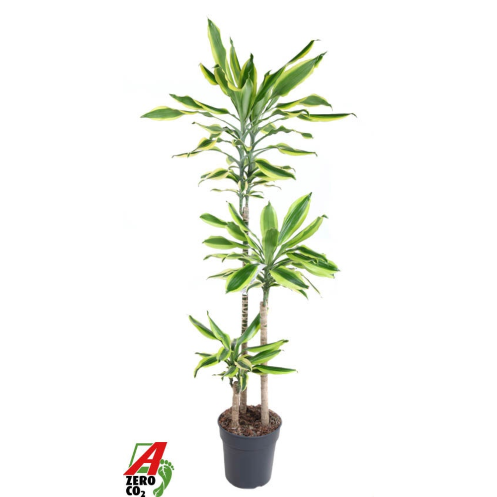 Dracaena Lemon Dream 90-60-30.