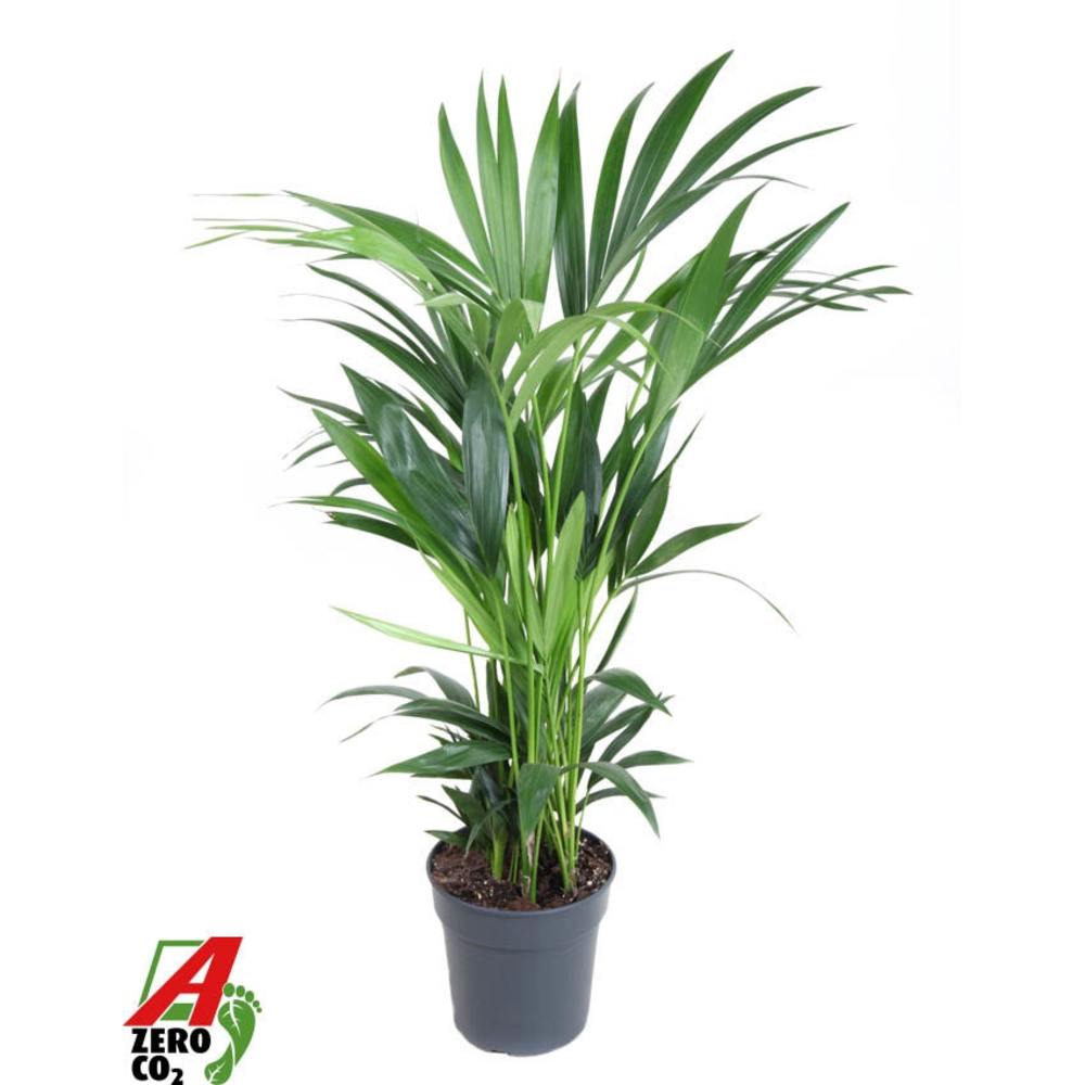 Howea Forsteriana(kentia) P21-100.