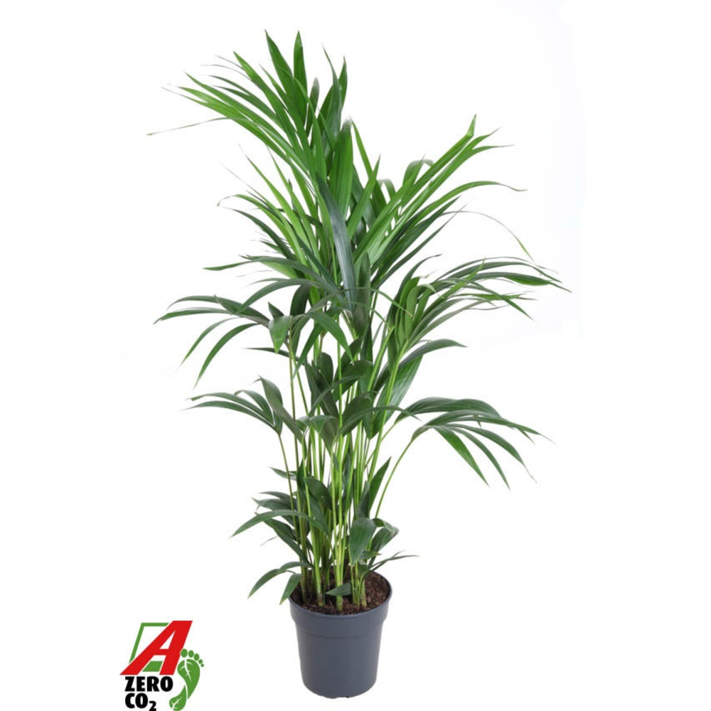 Howea Forsteriana(kentia) P21-120.