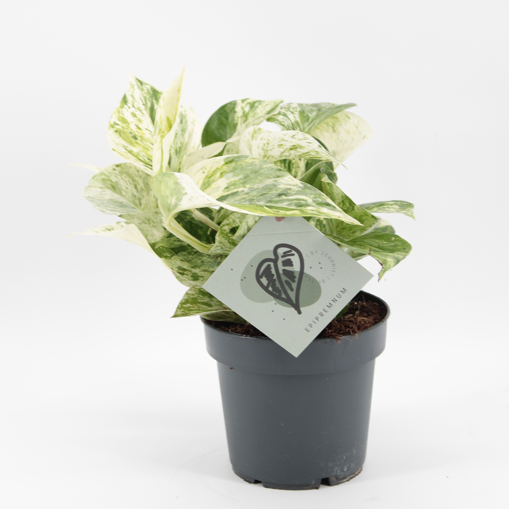 Epipremnum Snow Leopard.