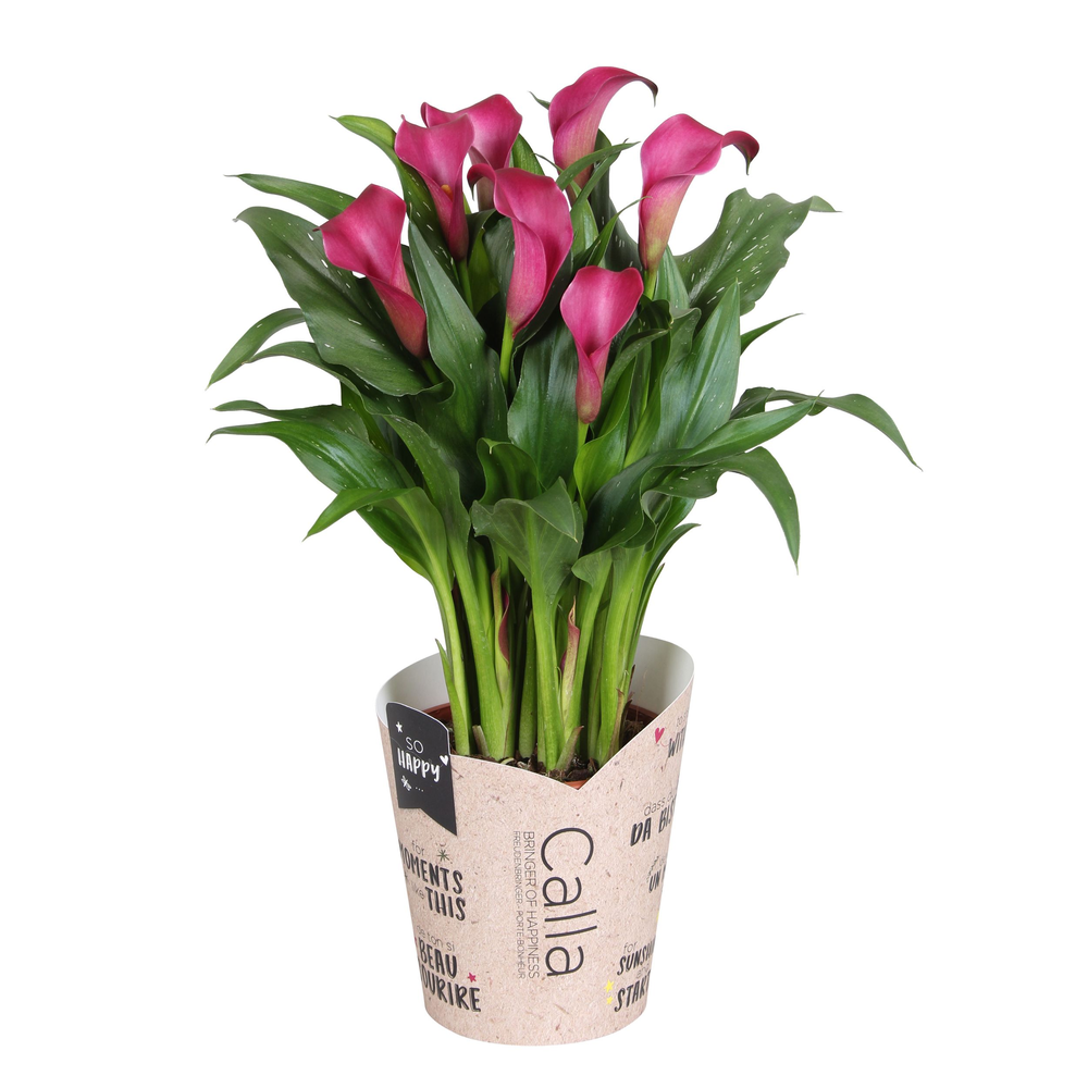 Zantedeschia Allure SoHappyCalla rood met bruine g.