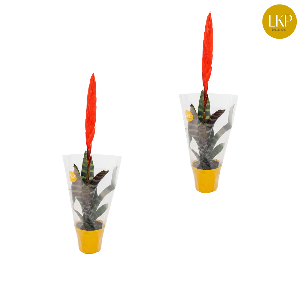 Vriesea Era Rood (Met Hoes).