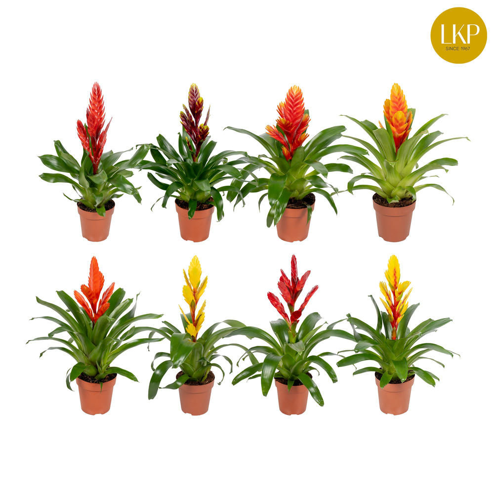 Vriesea Sensation 8 soorten Gemengd (Met Hoes).