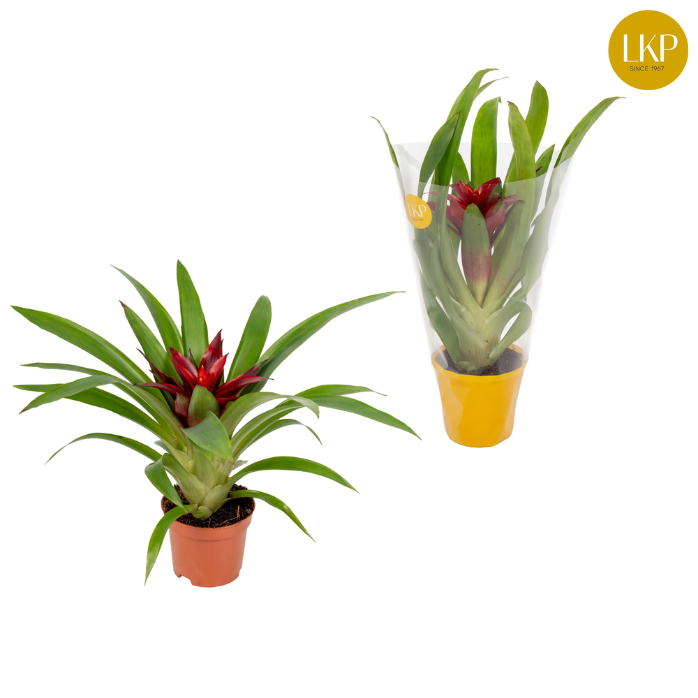 Guzmania Glow Oranje (Met Hoes).