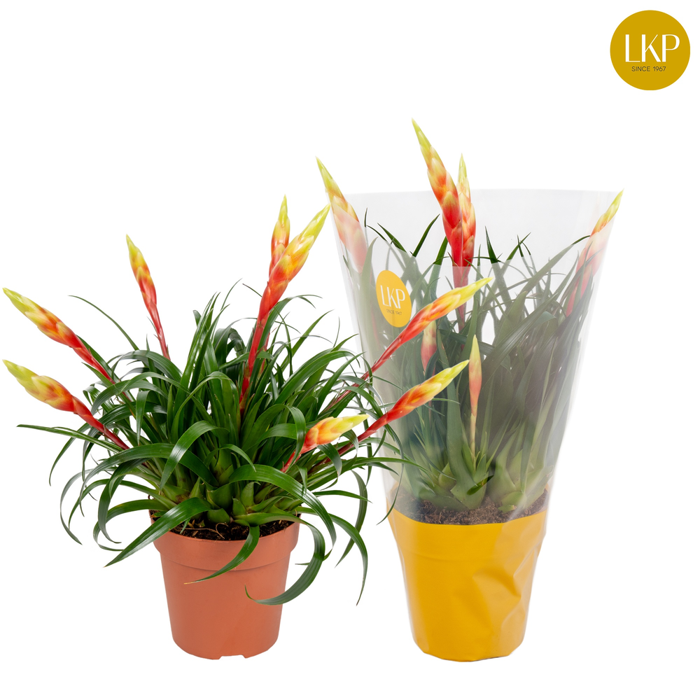 Vriesea Multiflower Shannon Geel (Met Hoes).