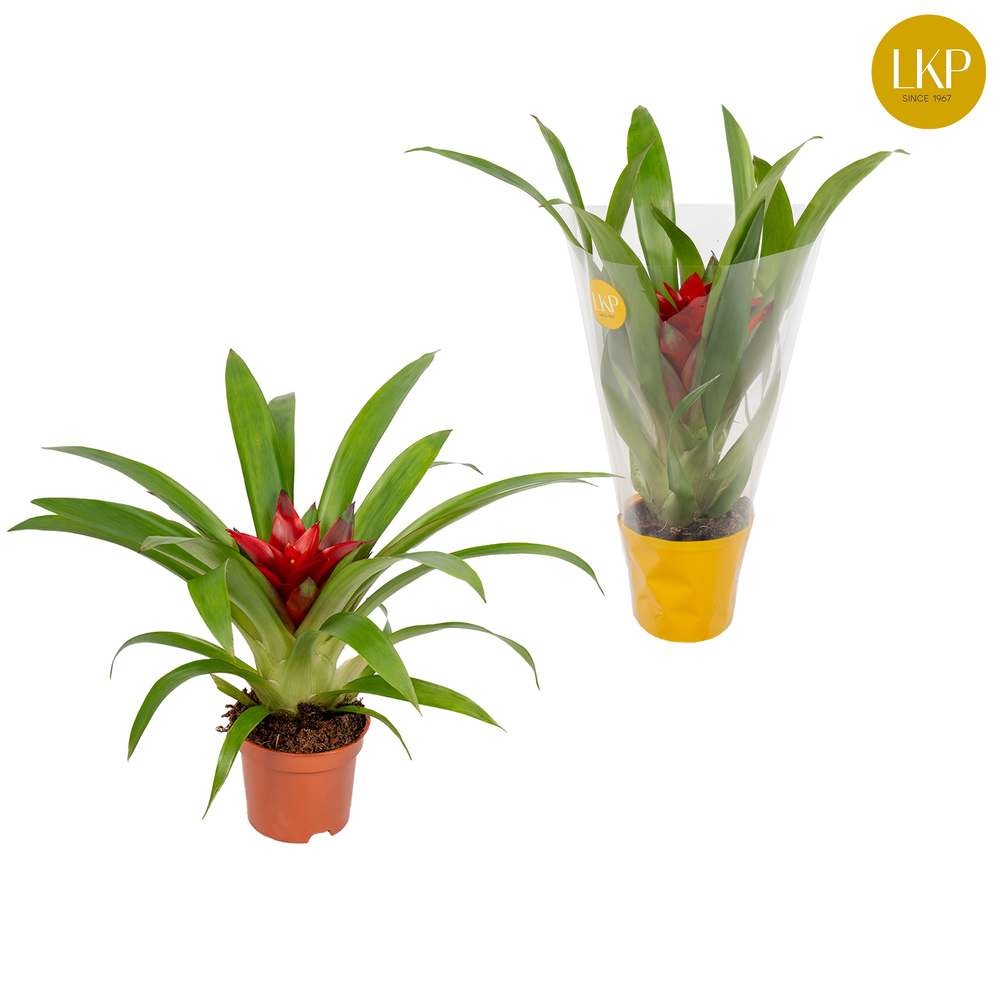 Guzmania Blitz Rood (Met Hoes).