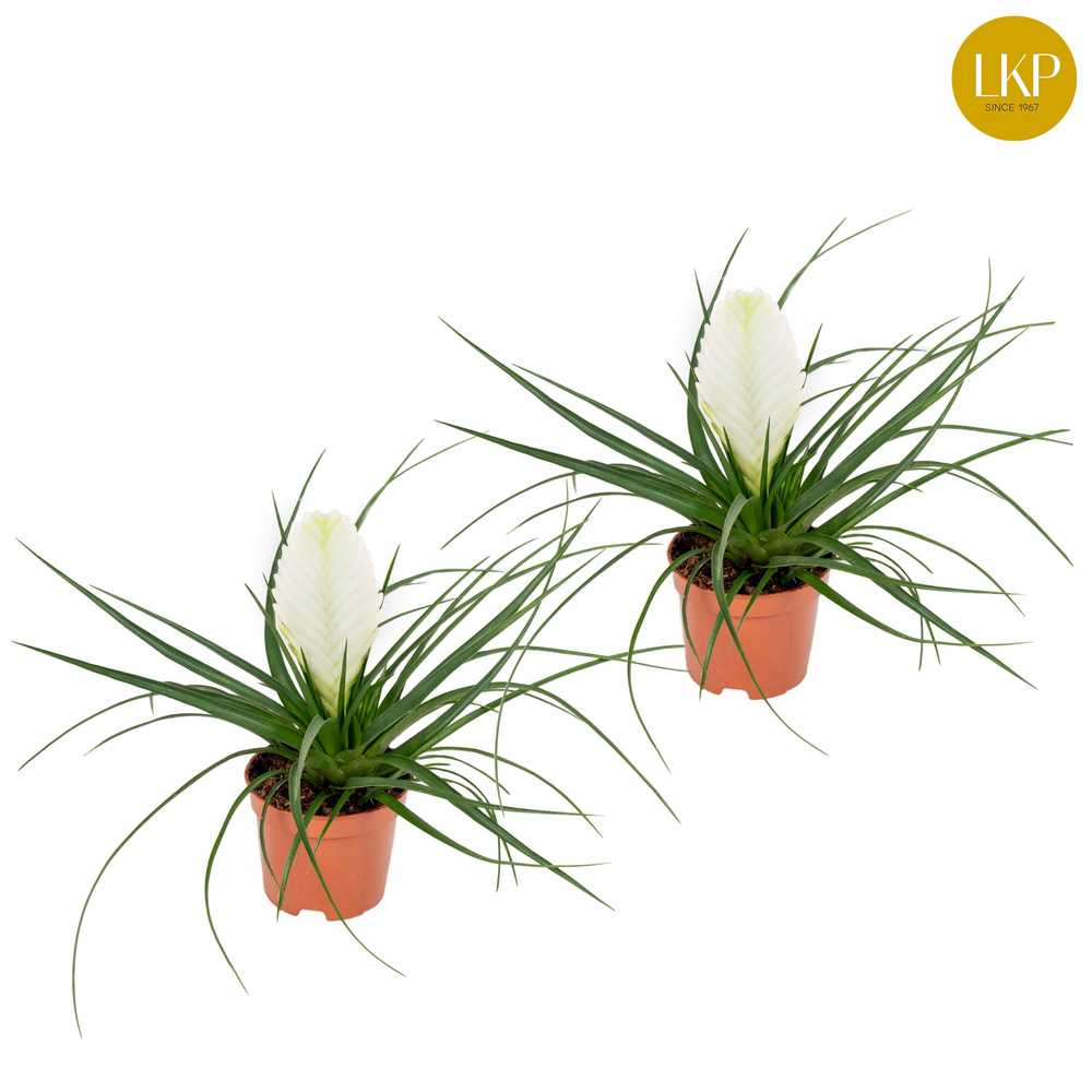 Tillandsia Biancini Wit (Zonder Hoes).