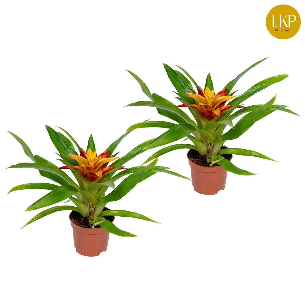 Guzmania Flava Geel (Met Hoes).