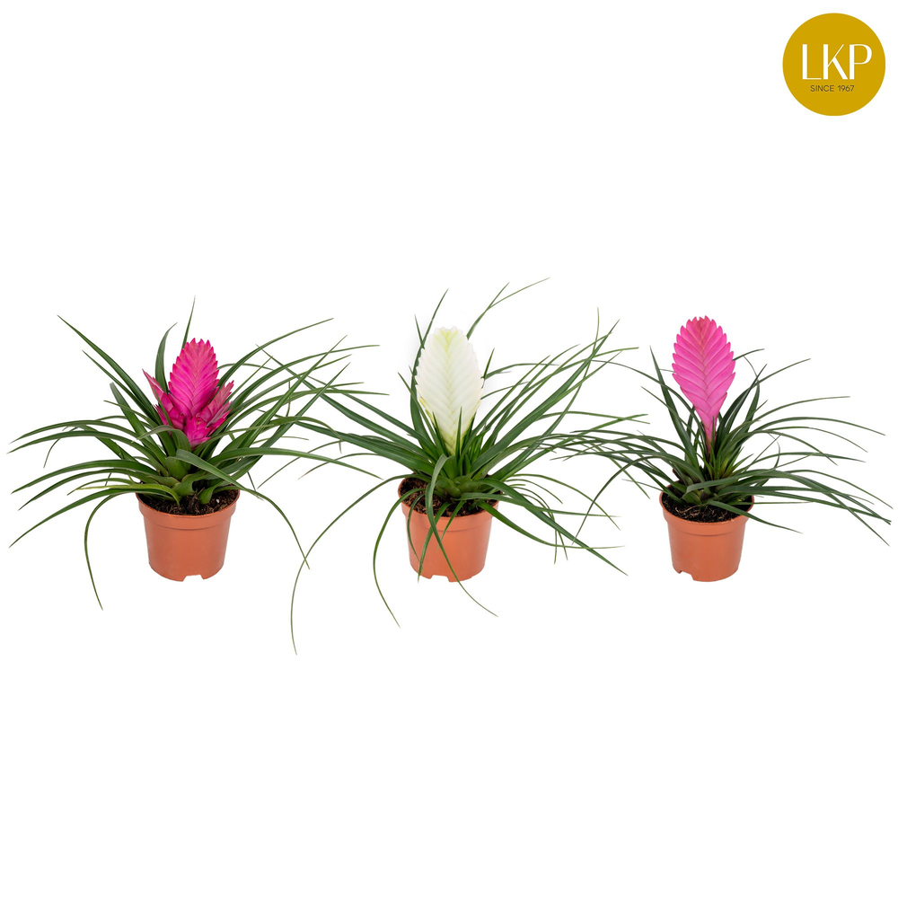 Tillandsia Gemengd (Met Hoes).