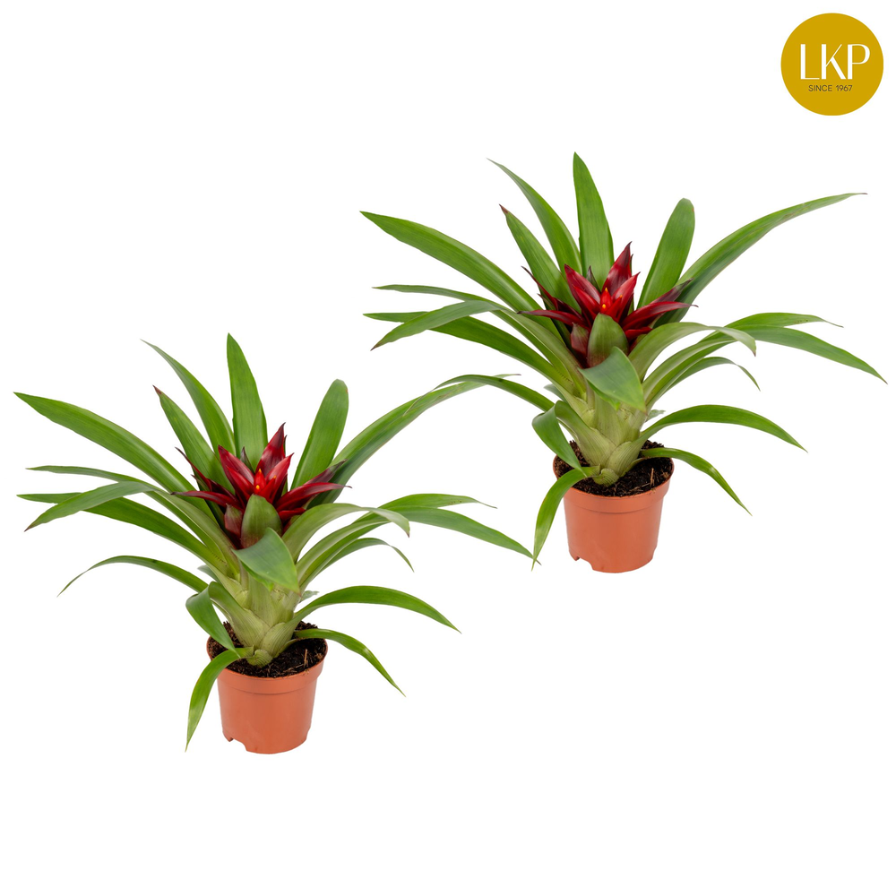 Guzmania Sky Paars (Zonder Hoes).