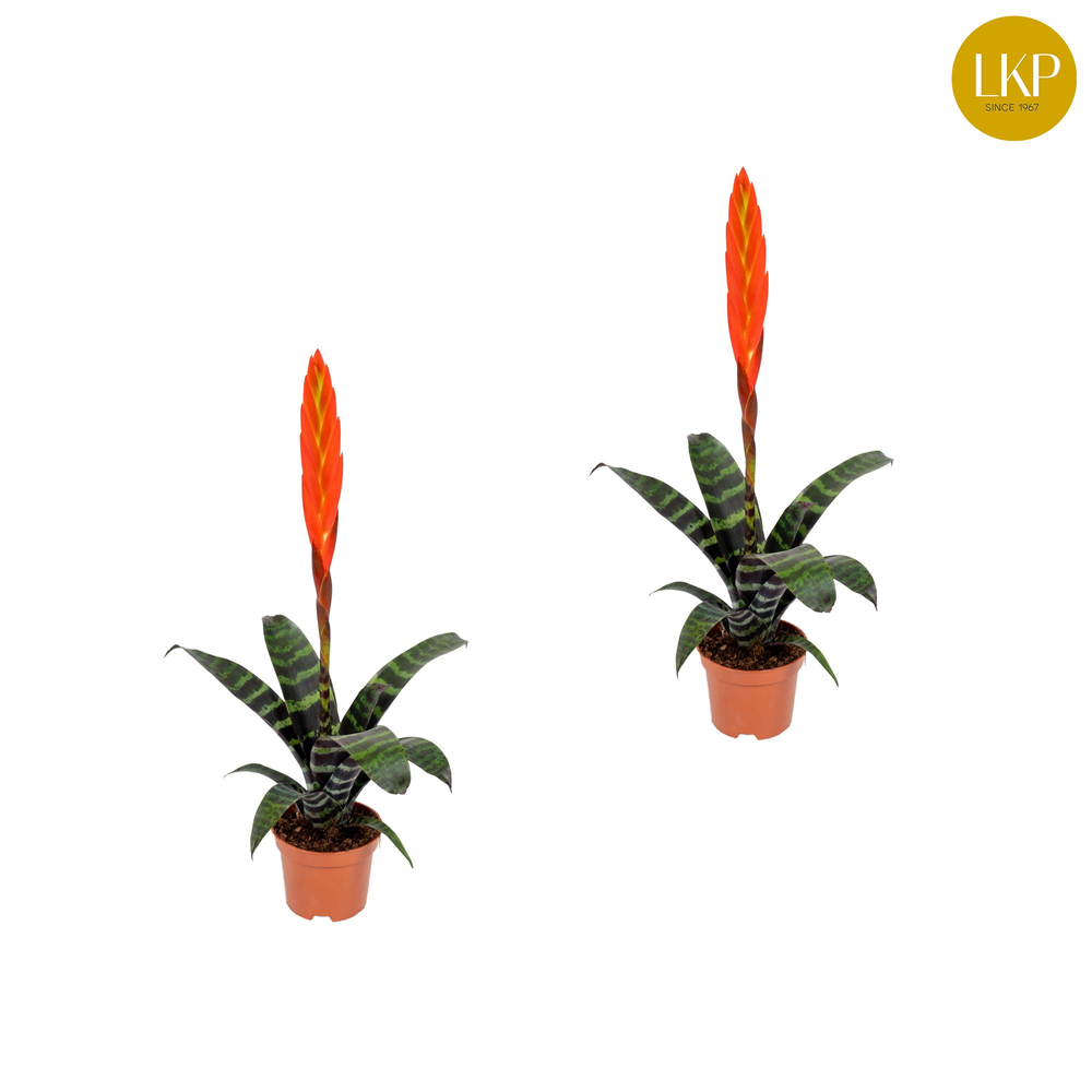 Vriesea Era Rood (Zonder Hoes).