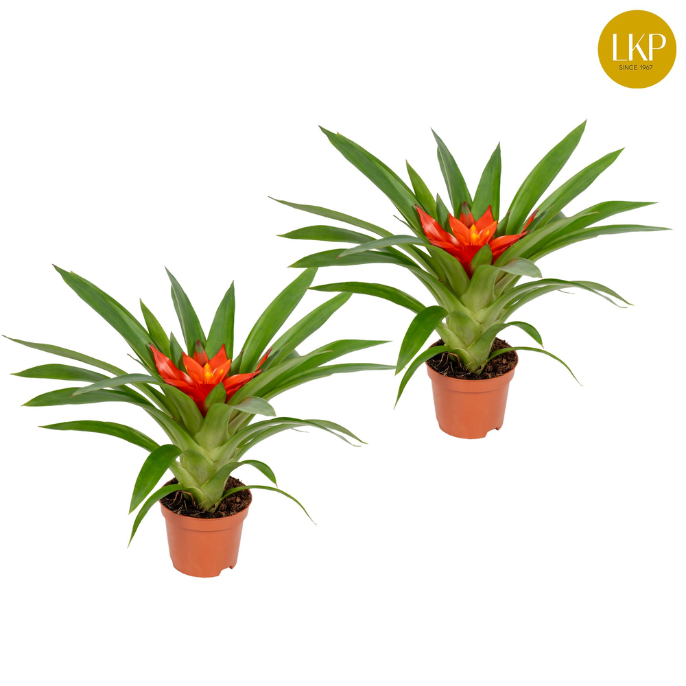Guzmania Glow Oranje (Zonder Hoes).
