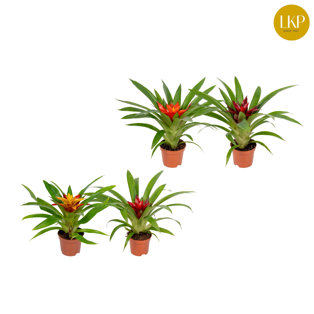 Guzmania Compact Gemengd (Zonder Hoes).