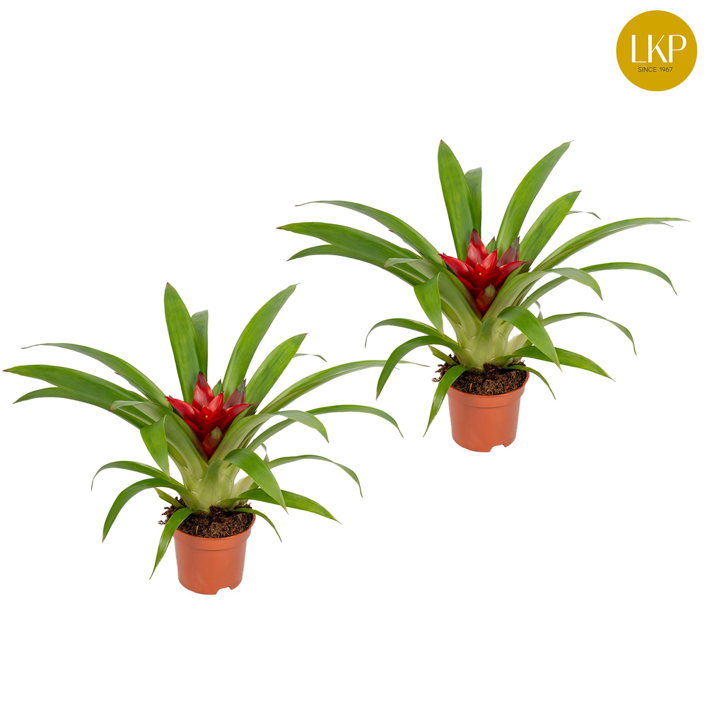 Guzmania Blitz Rood (Zonder Hoes).