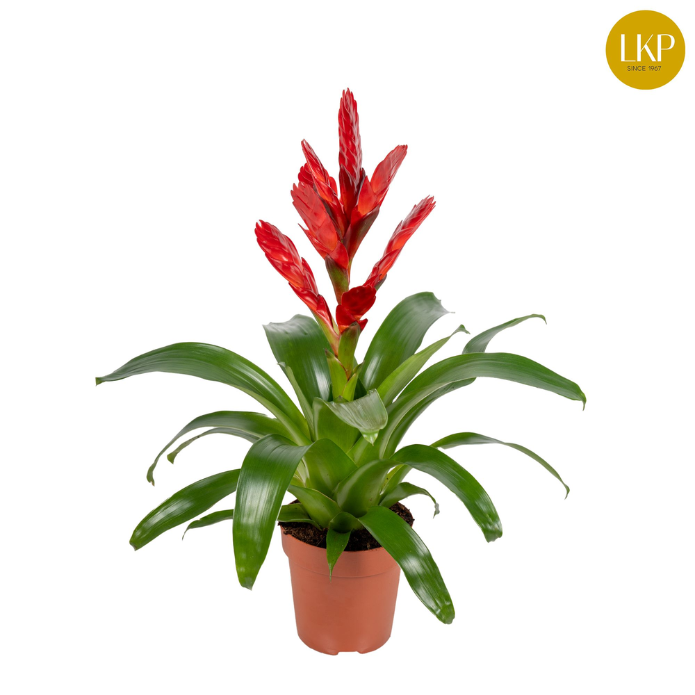 Vriesea Venga Rood (Zonder Hoes).