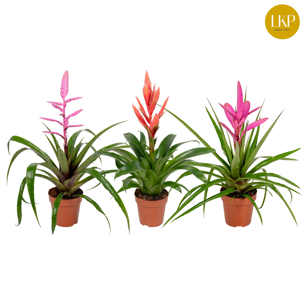 Tillandsia Gemengd (Zonder Hoes).