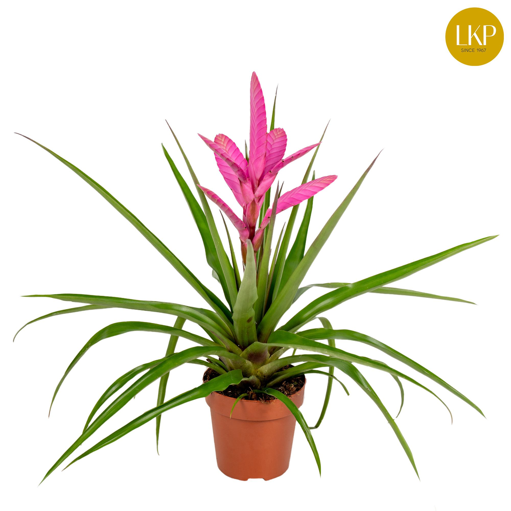 Tillandsia Antonio Roze (Zonder Hoes).