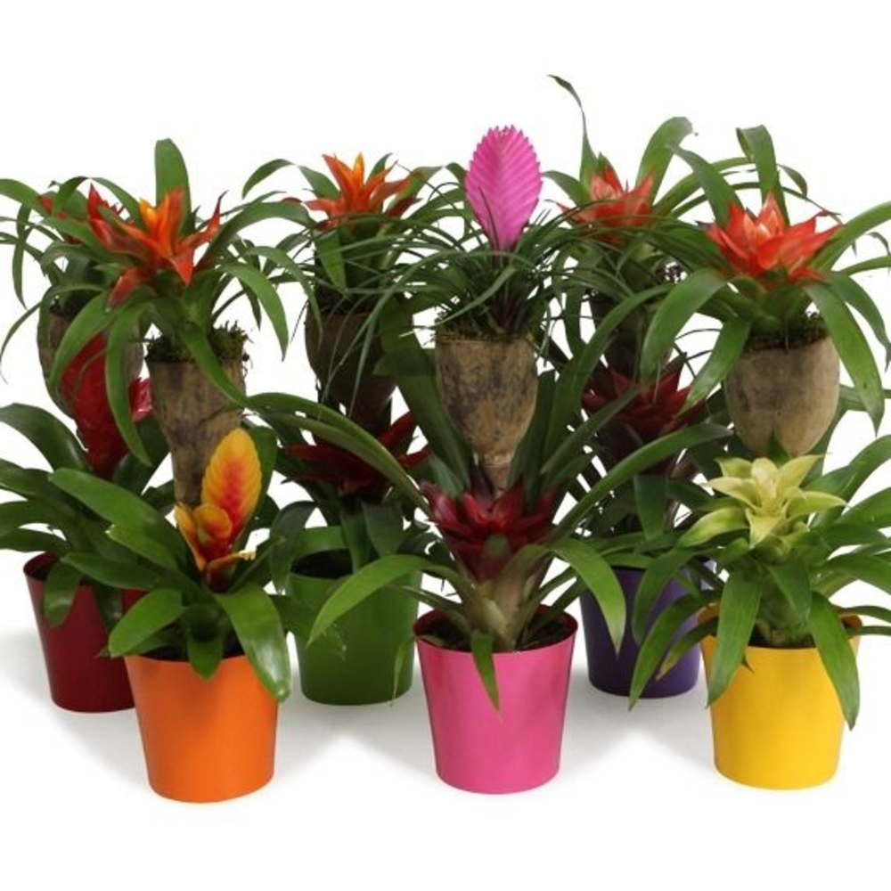 Bromelia Op Hout Bonami Gemengd Linge.