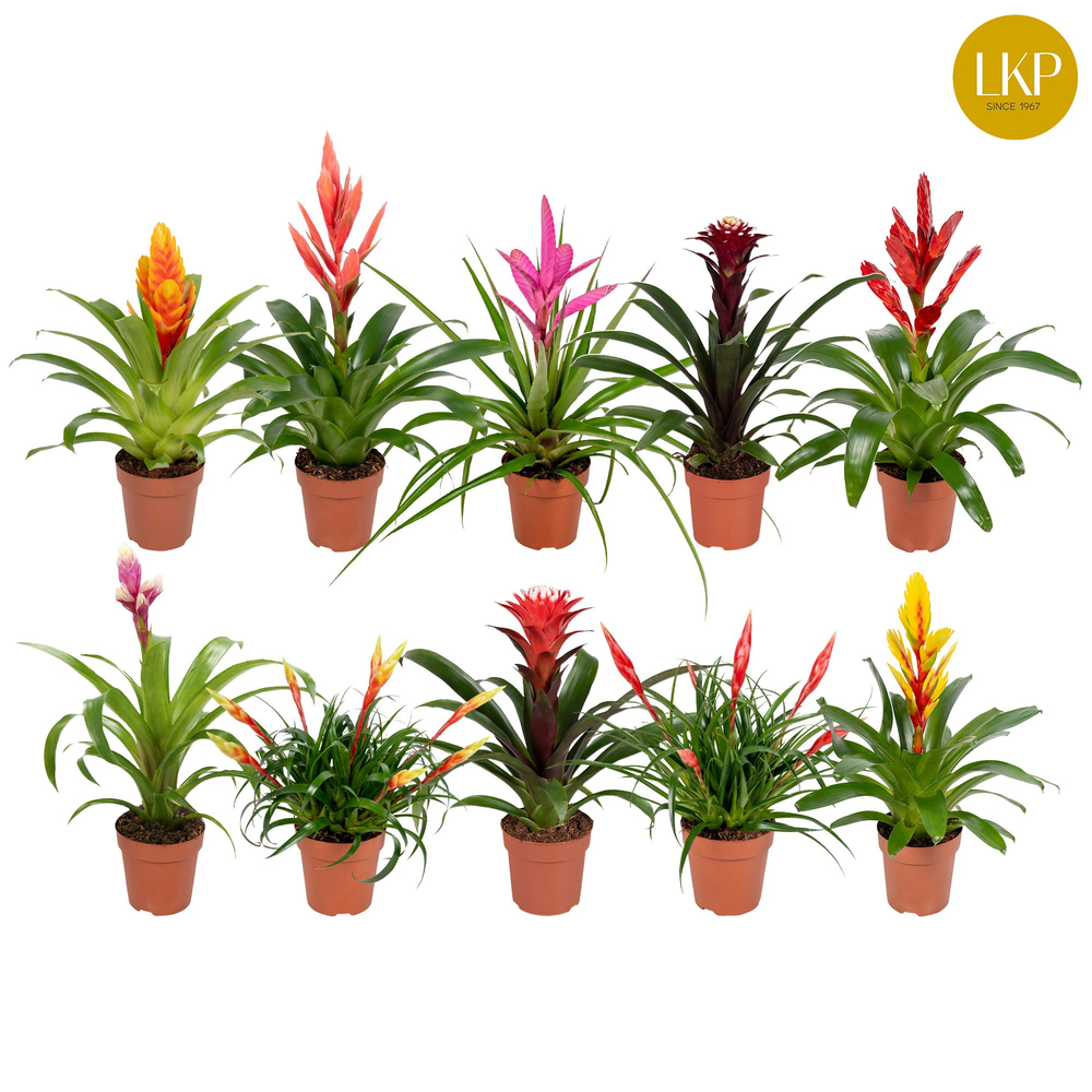 Bromelia Adventure 10 soorten Gemengd (Met Hoes).