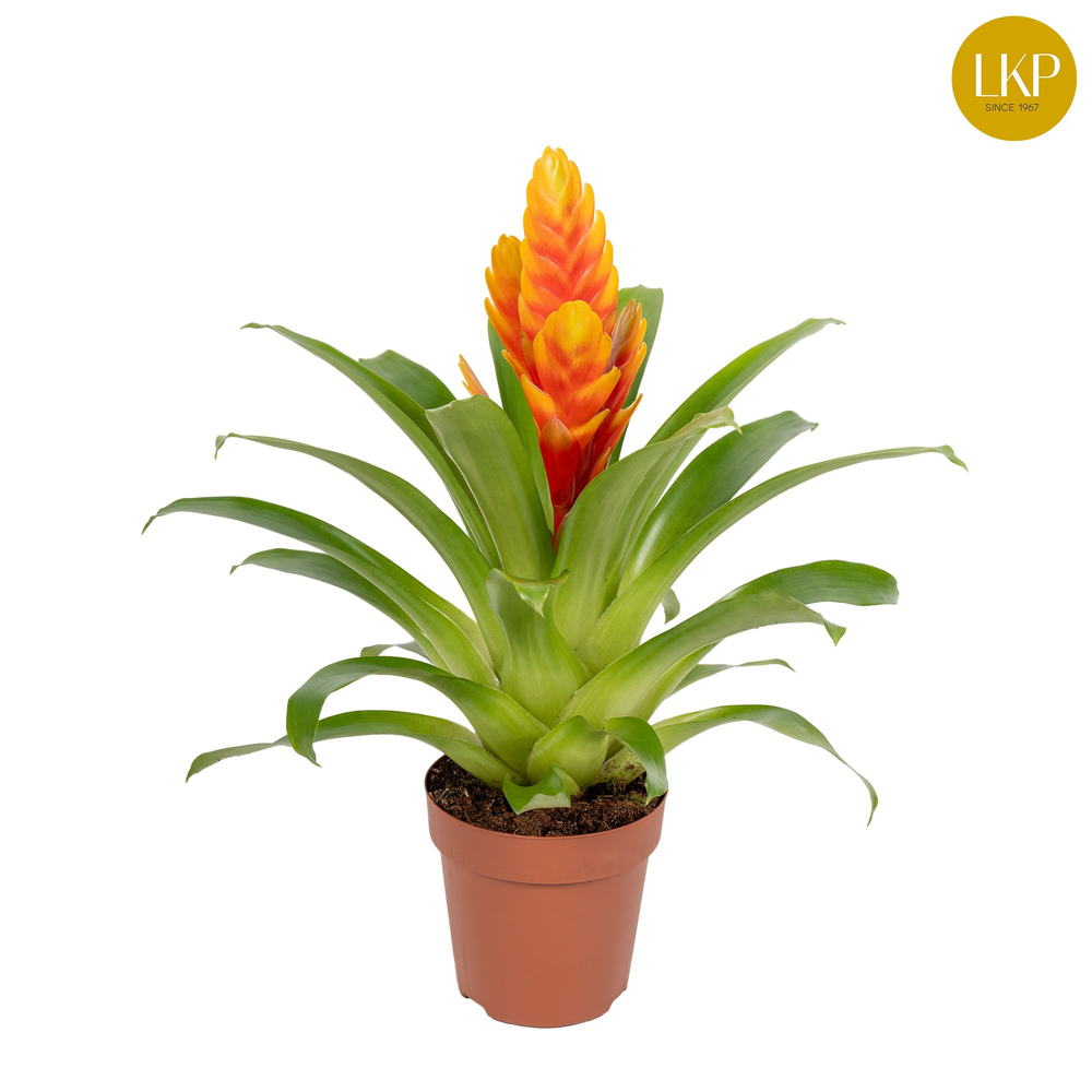 Vriesea Apricot Oranje ( Zonder Hoes).