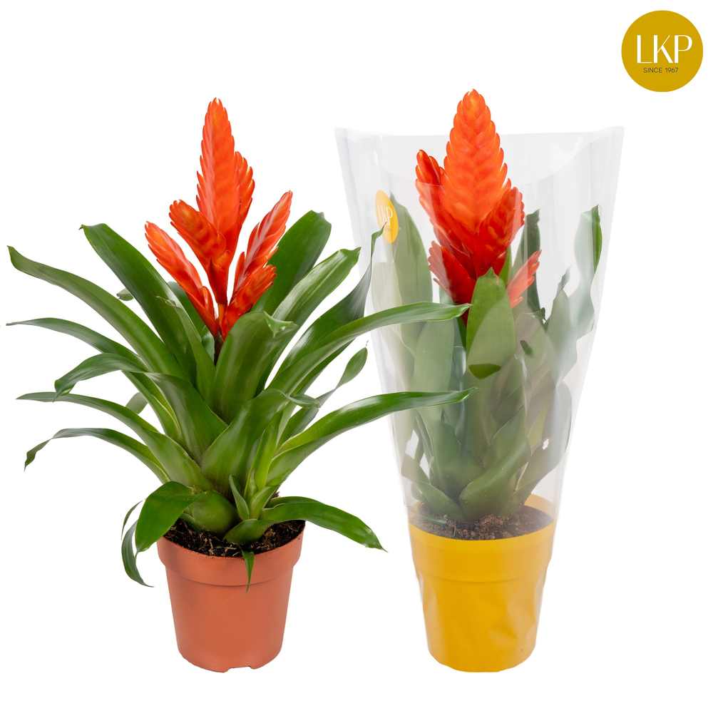 Vriesea Int Orange Oranje (Met Hoes).