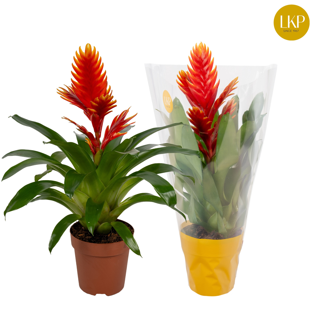 Vriesea Int Peach Oranje (Met Hoes).