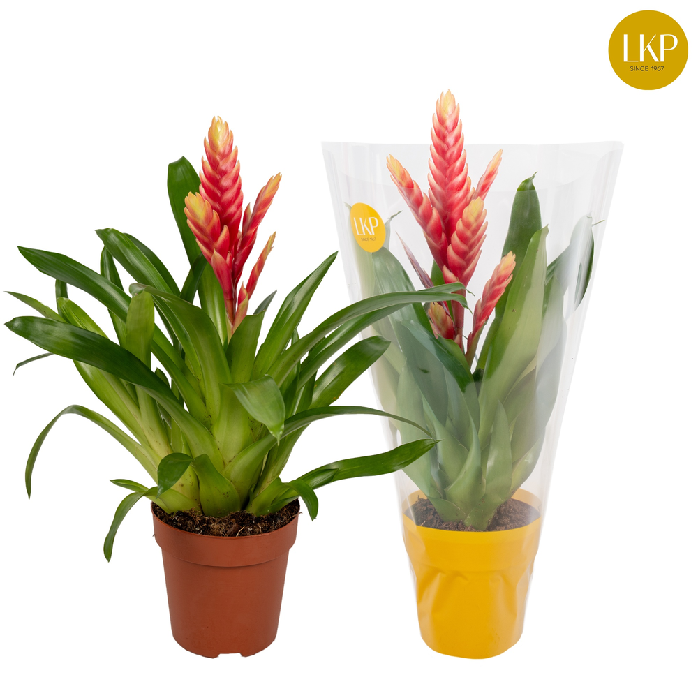 Vriesea Madonna Roze (Met Hoes).