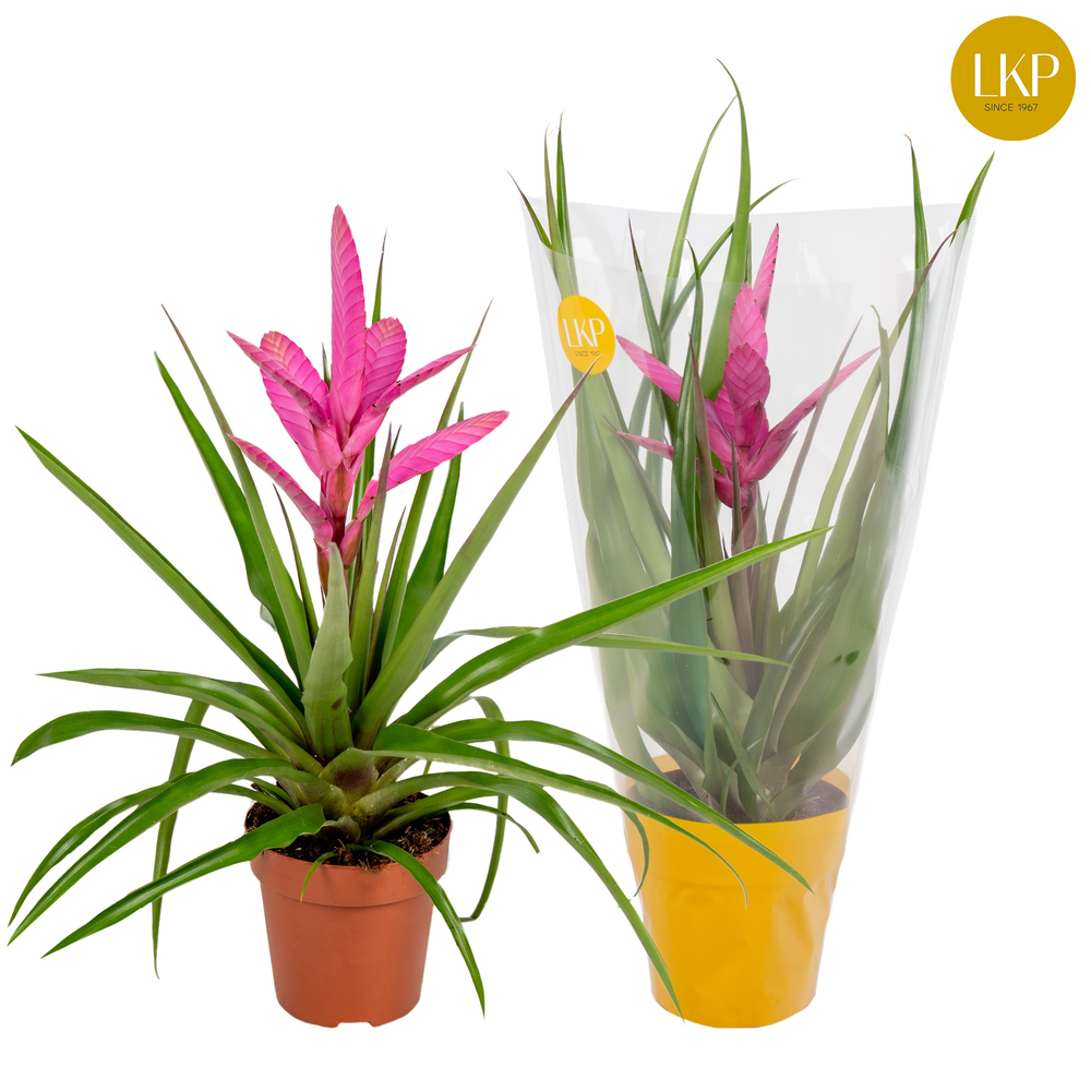 Tillandsia Antonio Roze (Met Hoes).