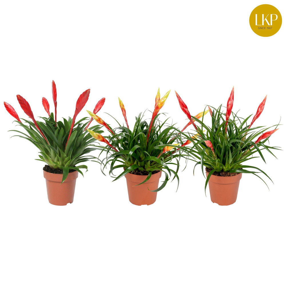 Vriesea Multiflower gemengd (Met Hoes).