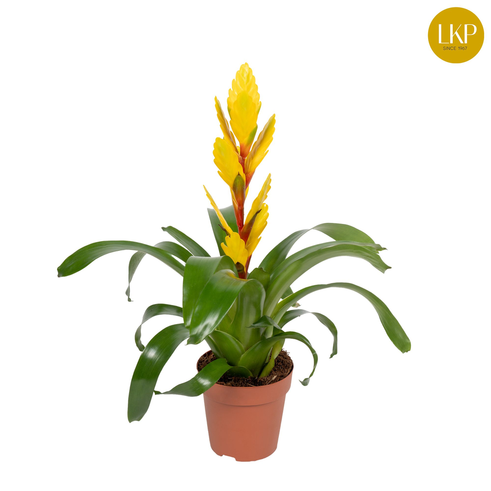 Vriesea Int Yellow Geel (Zonder Hoes).