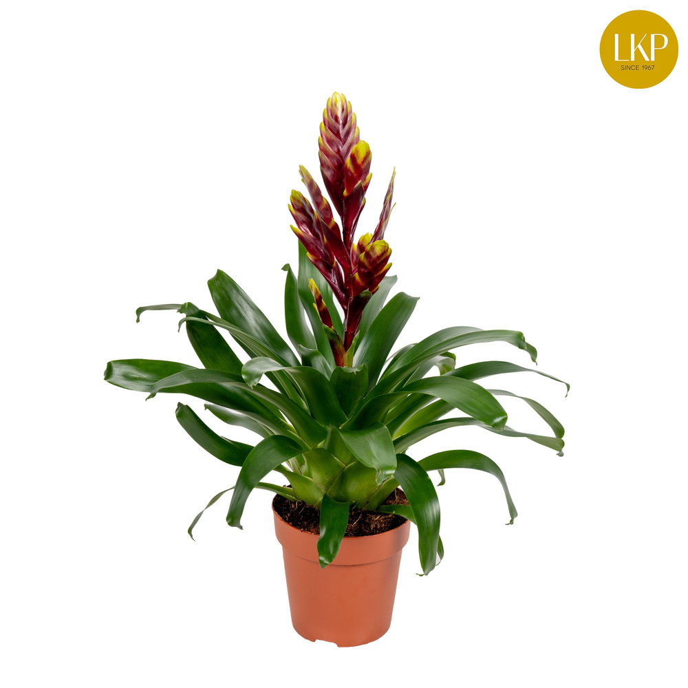 Vriesea Int Purple flame Paars (Zonder Hoes).