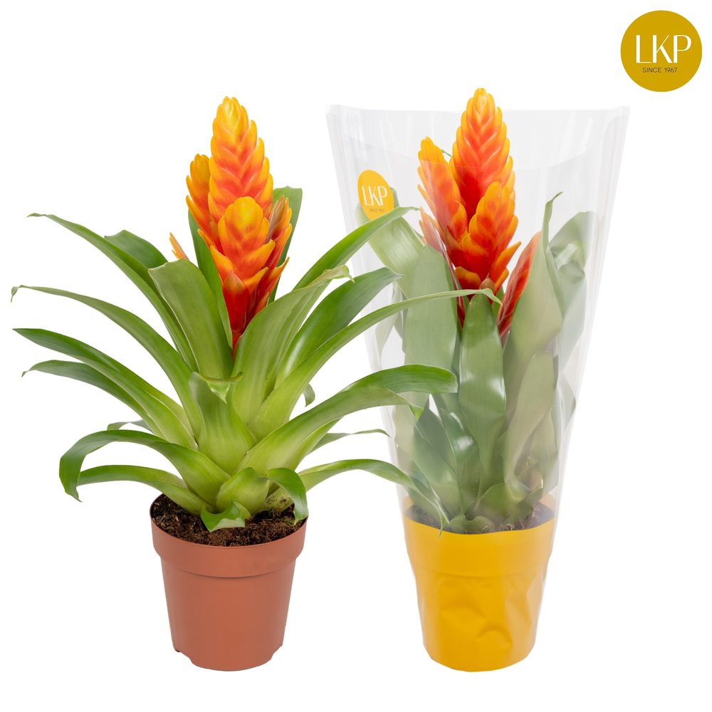 Vriesea Int Apricot Oranje (Met Hoes).