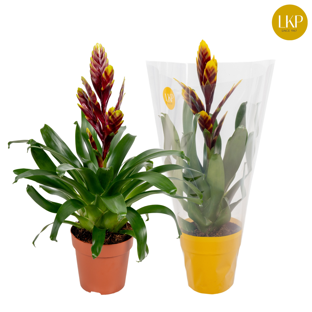 Vriesea Int Purple flame Paars (Met Hoes).