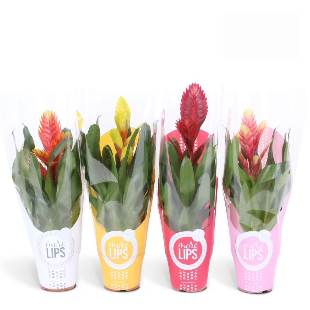 Vriesea Sensation 8 soorten Gemengd MoreLIPS®.