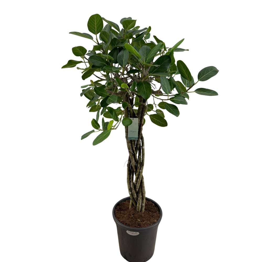 Ficus Benghalensis Audrey Flat braid p31.
