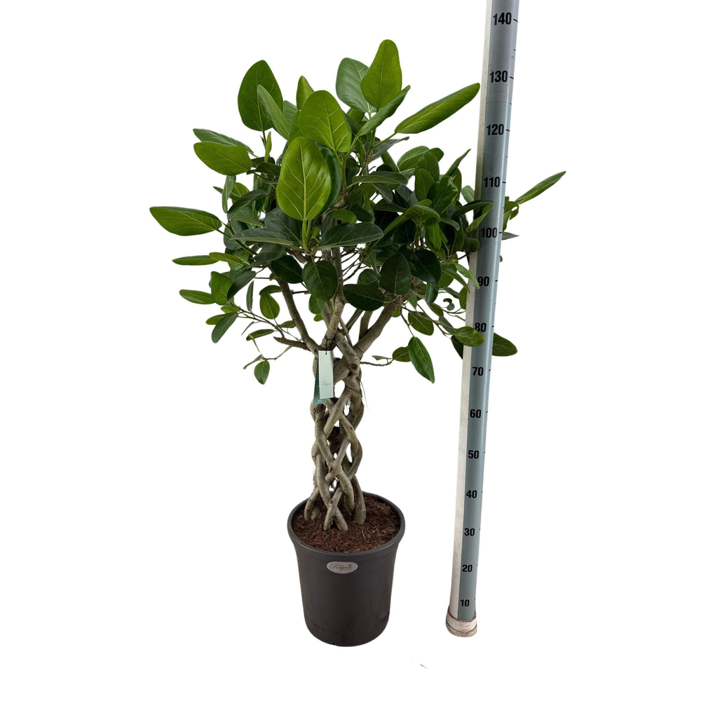 Ficus Benghalensis Audrey koker p31.