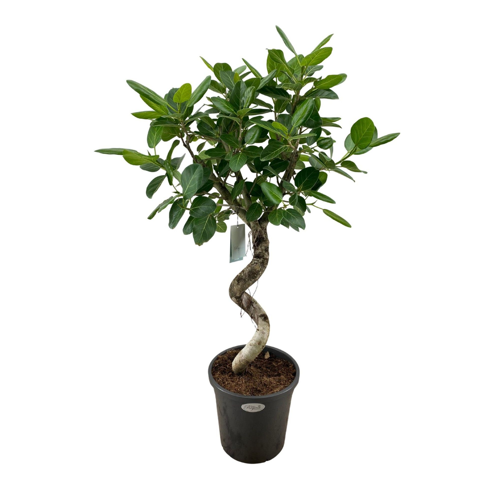 Ficus Benghalensis Audrey spiraal p31.