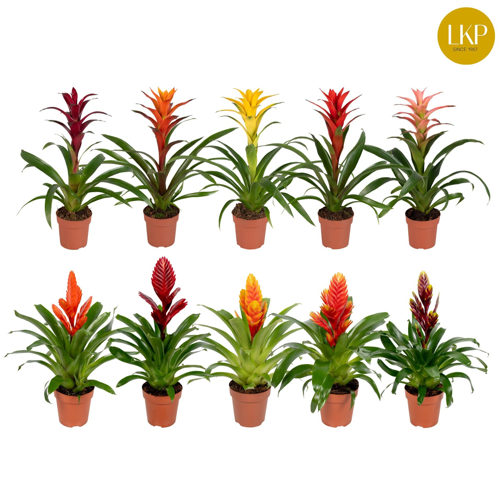Bromelia Gemengd (Zonder Hoes).