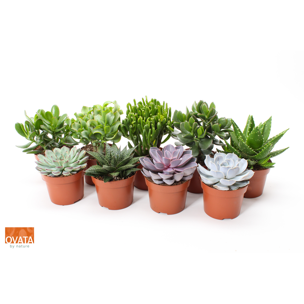 Succulent mix 12 PD - NON CITES.
