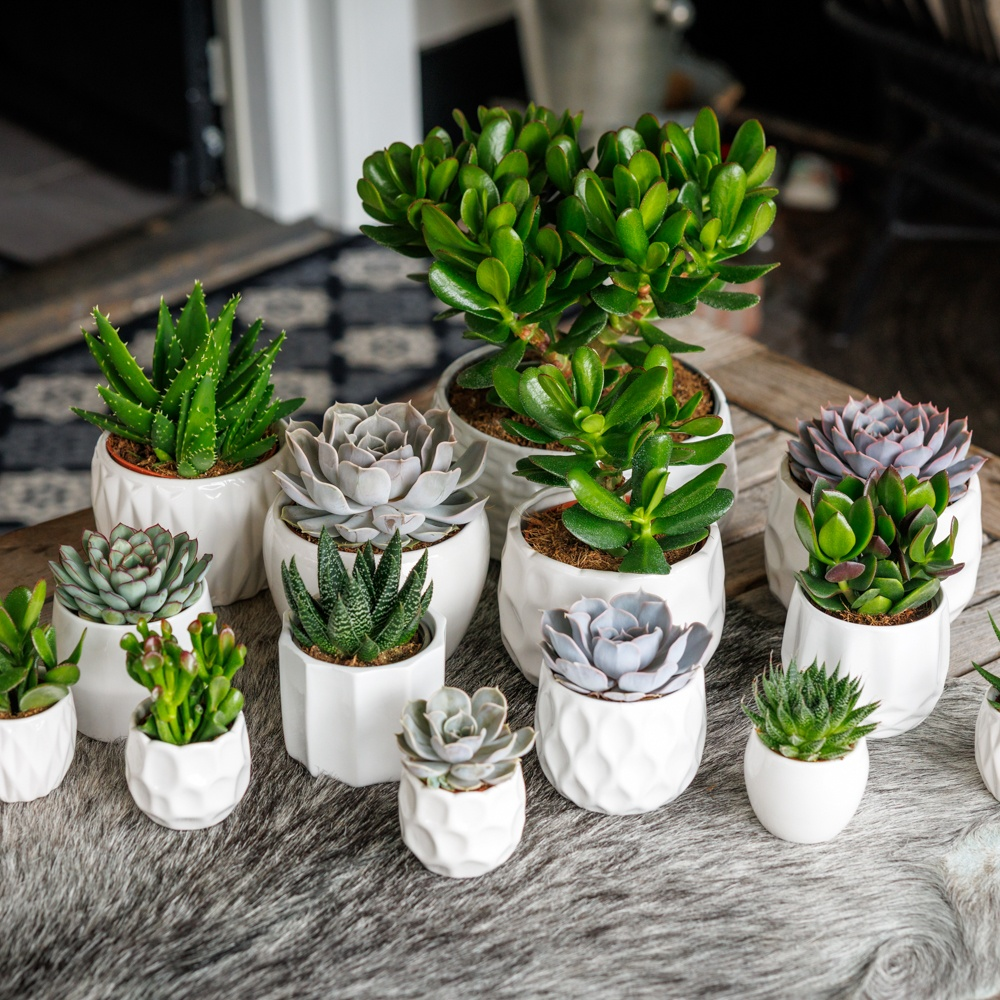 Echeveria mix in Paros 15.