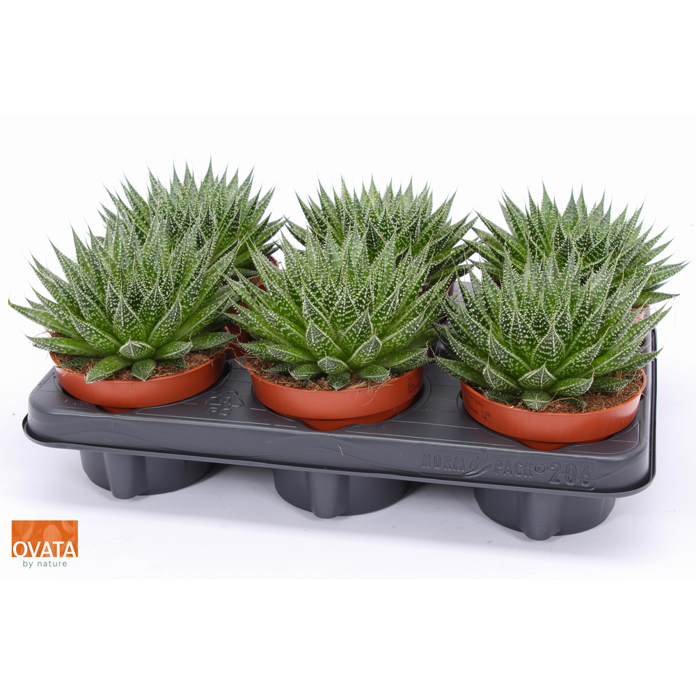 Aloe aristata magic 12.