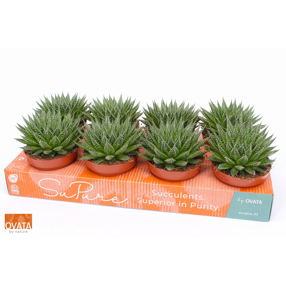 Aloe aristata magic 12.