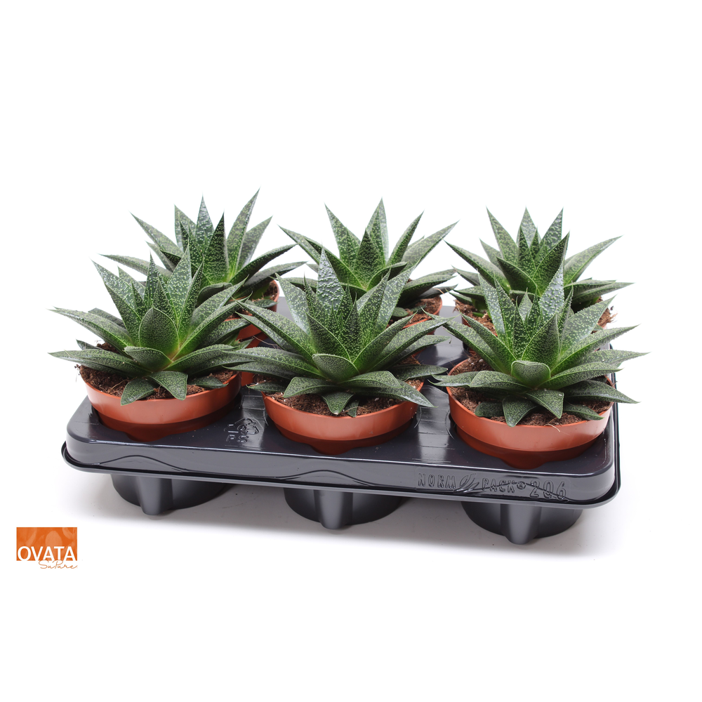 Gasteria noa 12.