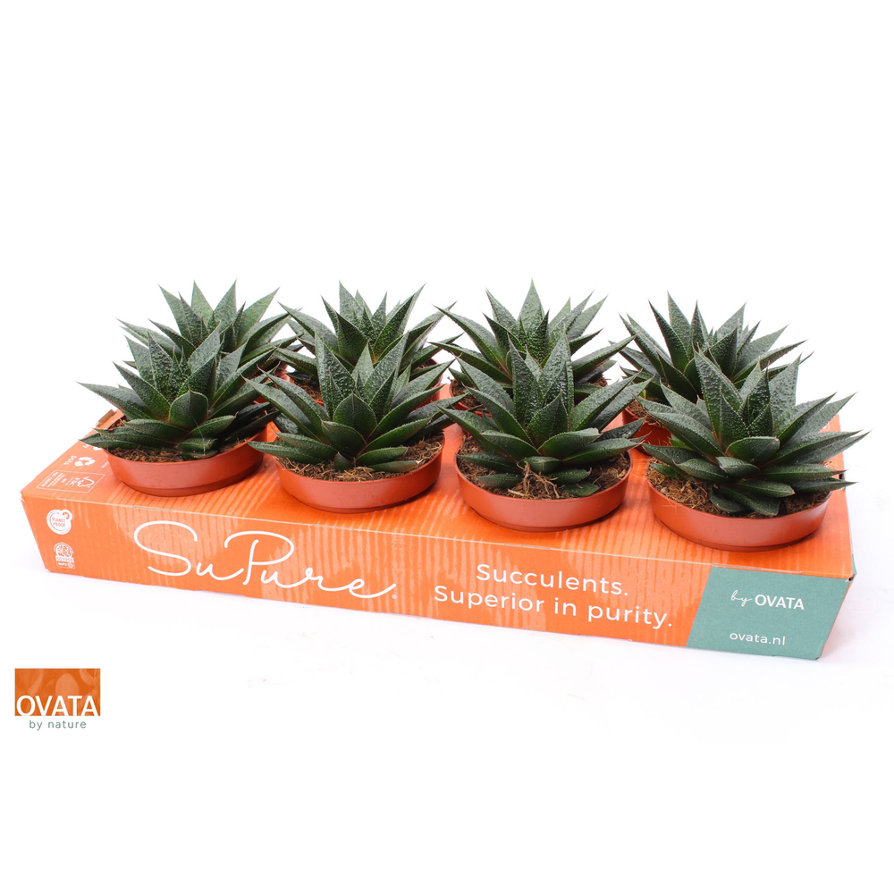 Gasteria noa 12.