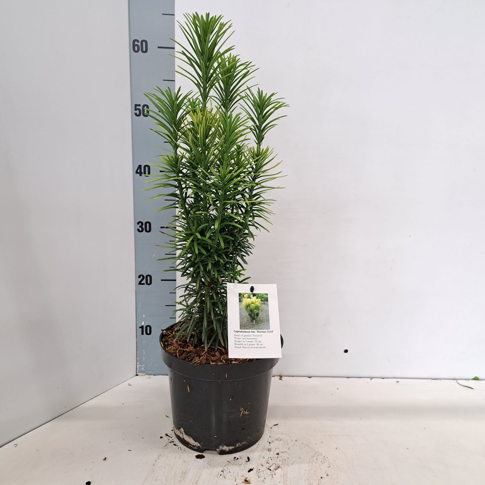 Cephalotaxus harringtonii 'Korean Gold'.