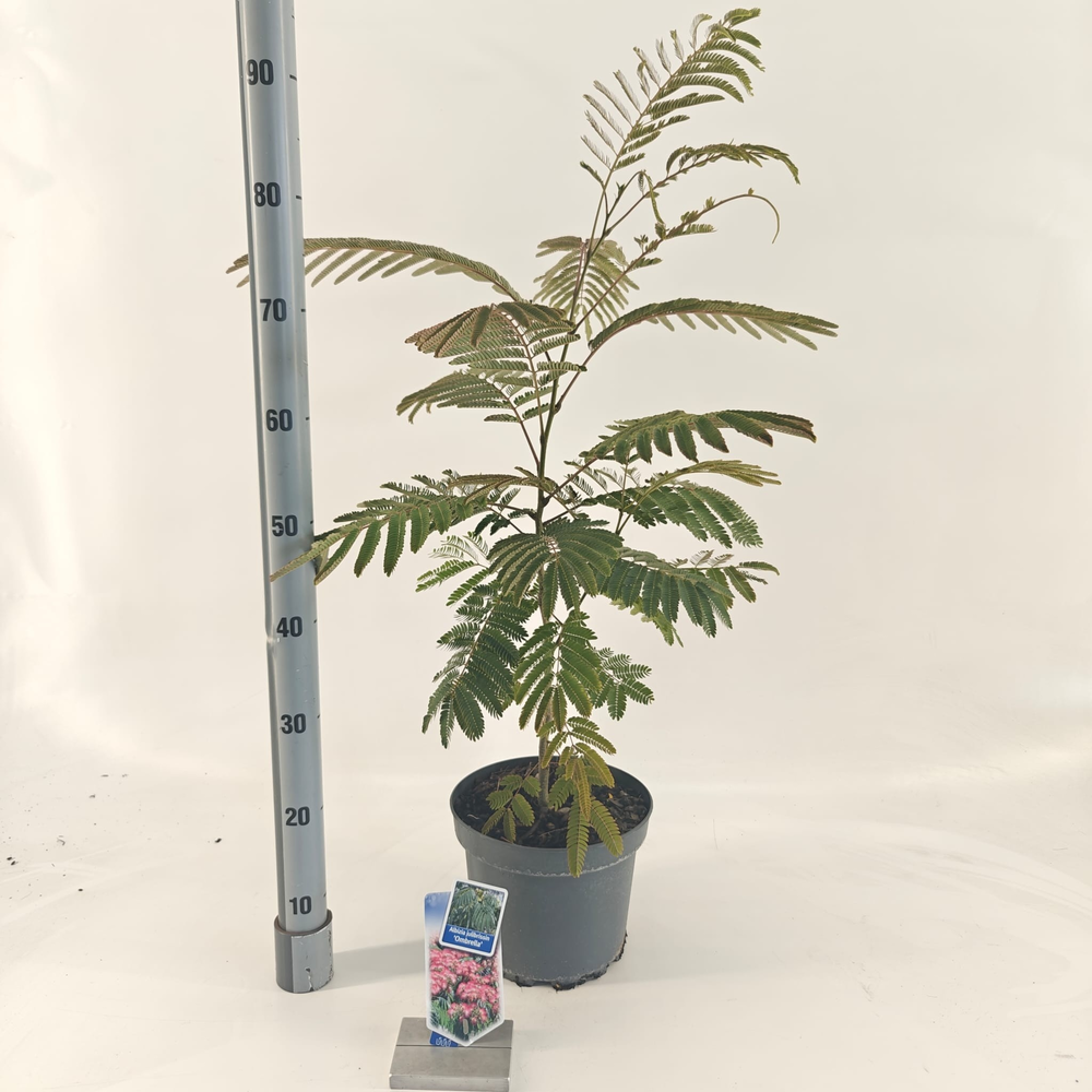 Albizia julibrissin Ombrella® ('Boubri'PBR).