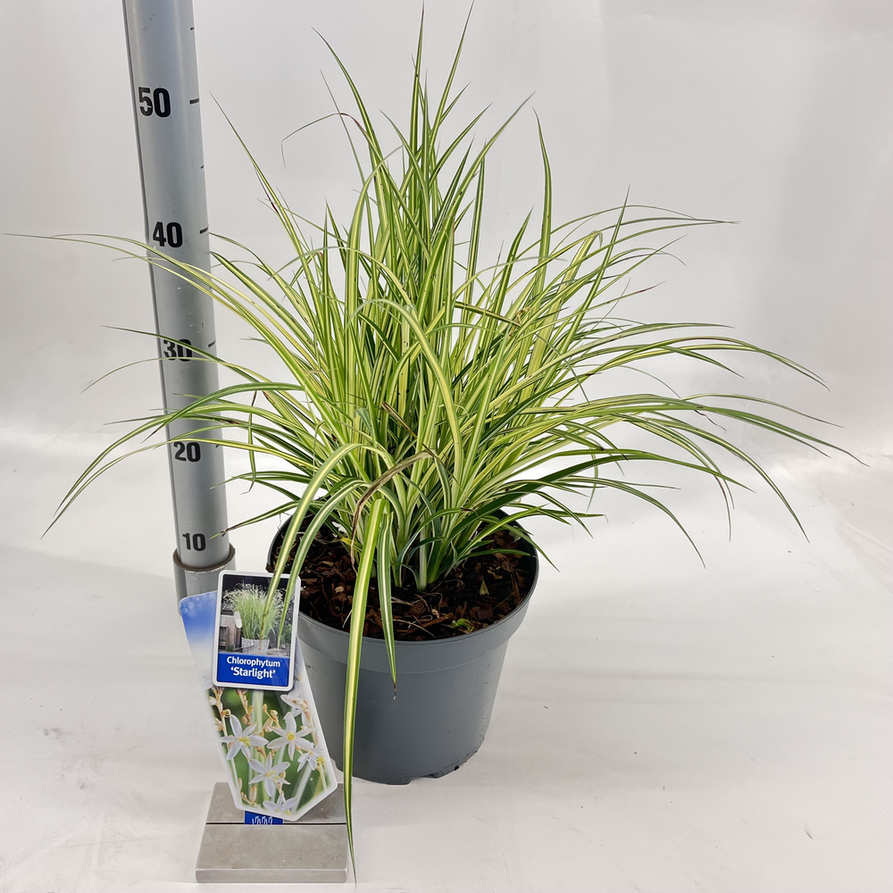 Chlorophytum saunderisiae ‘Starlight’ PBR.