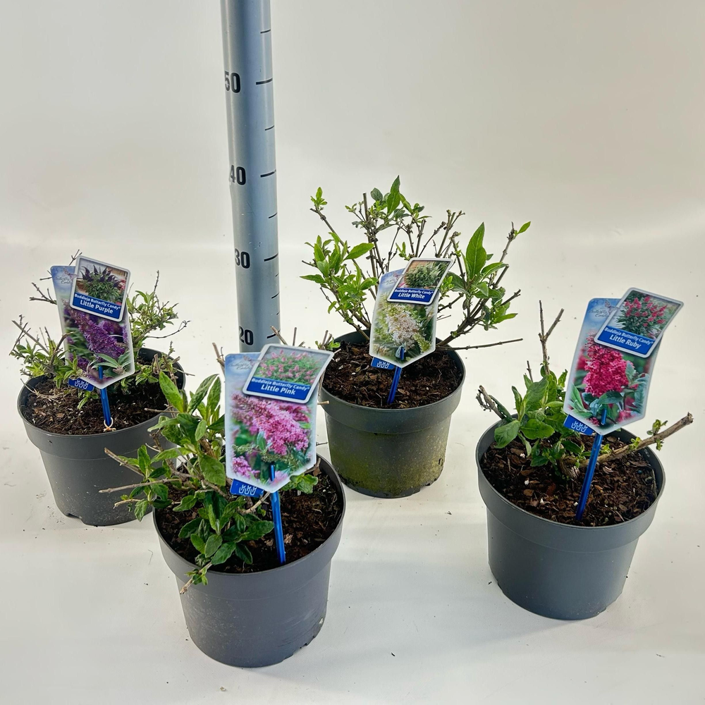 Buddleja d. Butt. Candy® mix P19 (minimum order on.