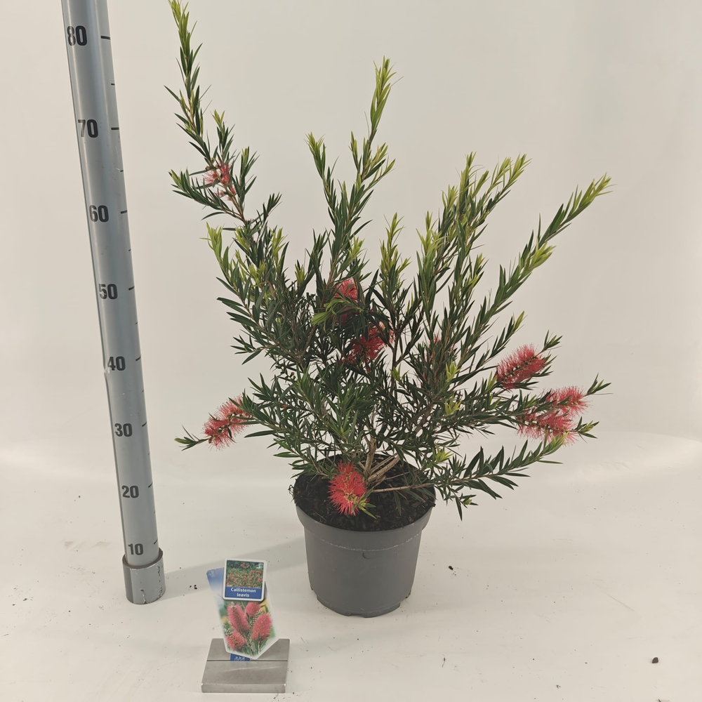 Callistemon laevis.